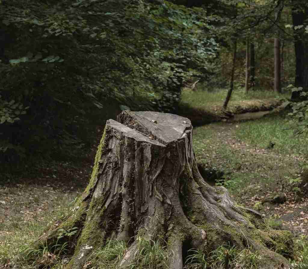 stump in Alton