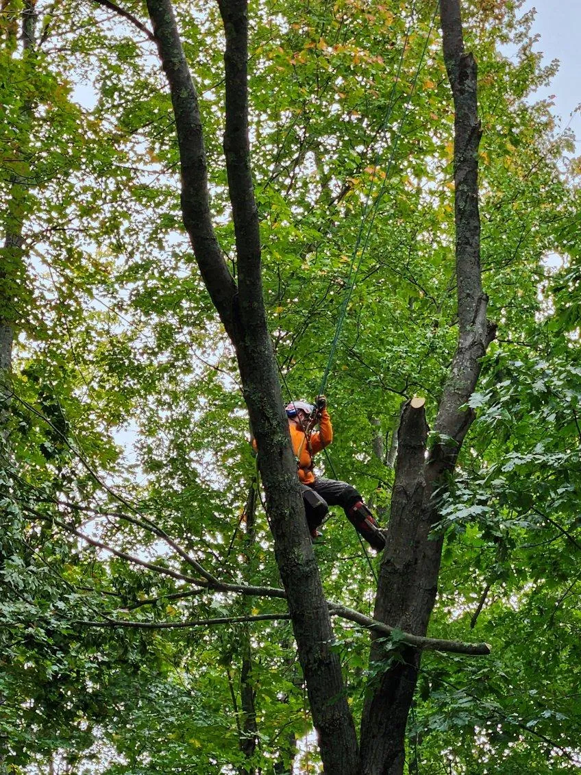 Arborist climbing a tall hardwood tree during a tree removal in Alton NH