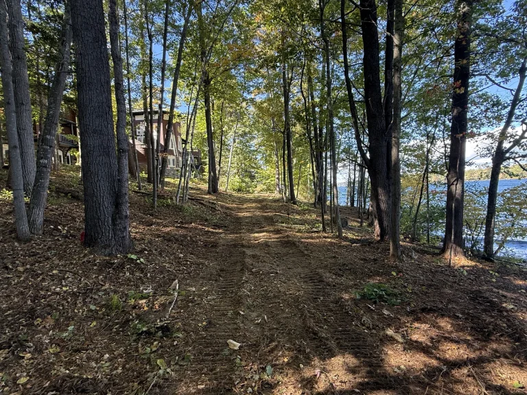 Cleared path through tall trees along a lakeshore property