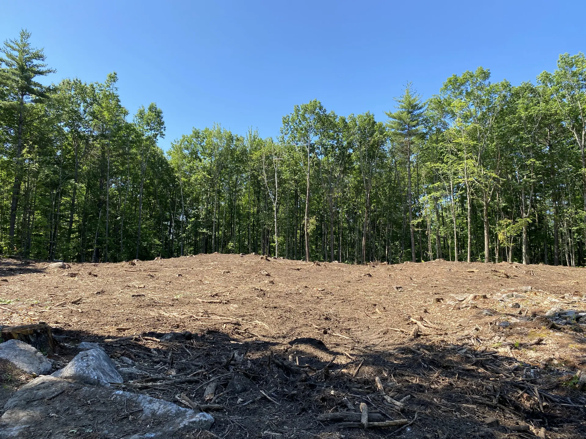 Freshly cleared lot with tree stumps and bare soil in front of a hardwood and pine tree line